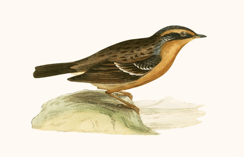 Accento montano, illustrazione da 