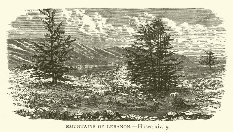 Montagne del Libano, Osea, xiv, 5 (incisione) da English School