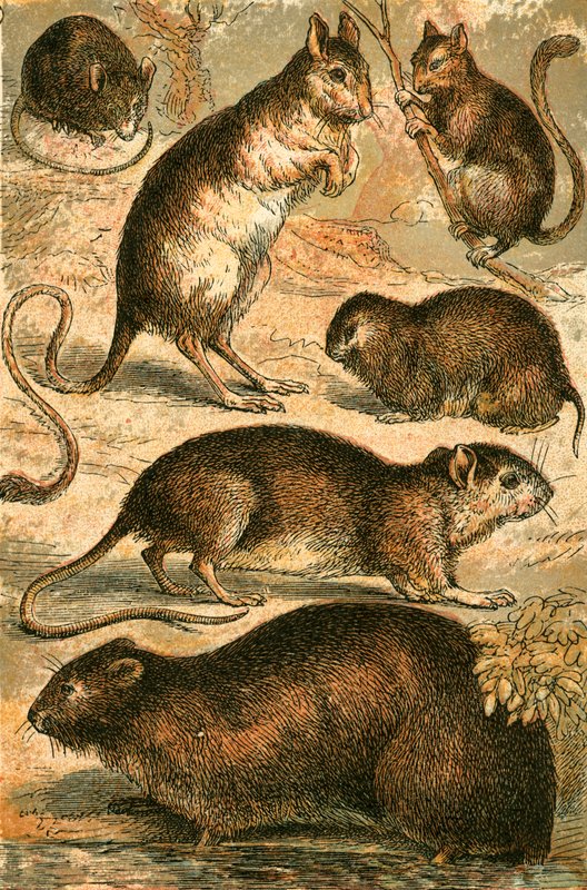 Topo, Gerboa, Ratto, Topo muschiato, Ghiro e Topo di campagna da English School