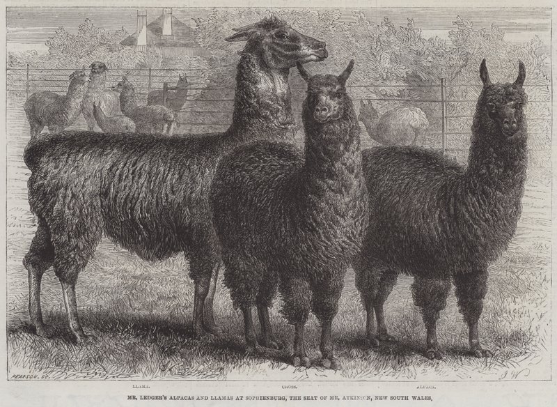 Gli alpaca e i lama del signor Ledger a Sophienburg, la residenza del signor Atkinson, Nuovo Galles del Sud (incisione) da English School