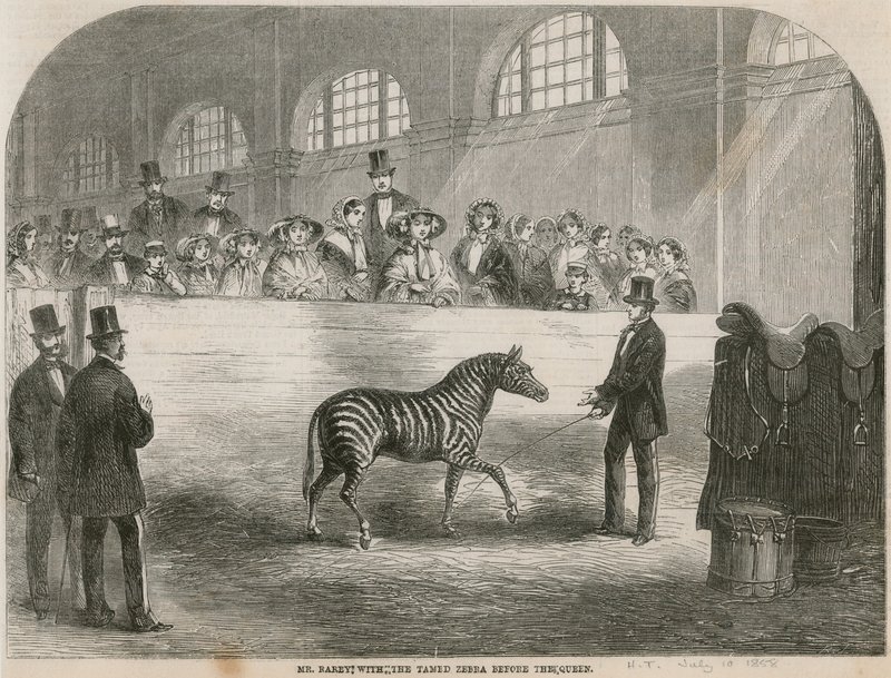 Il Signor Rarey con la zebra addomesticata davanti alla Regina da English School
