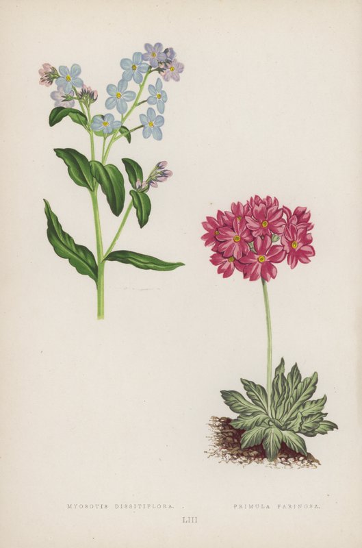 Myosotis Dissitiflora; Primula Farinosa (litografia a colori) da English School