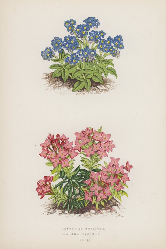 Myosotis Rupicola; Daphne Cneorum (litografia a colori) da English School