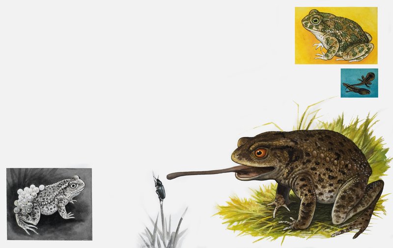 Il regno della natura: rospi -- semplici e pazienti da English School