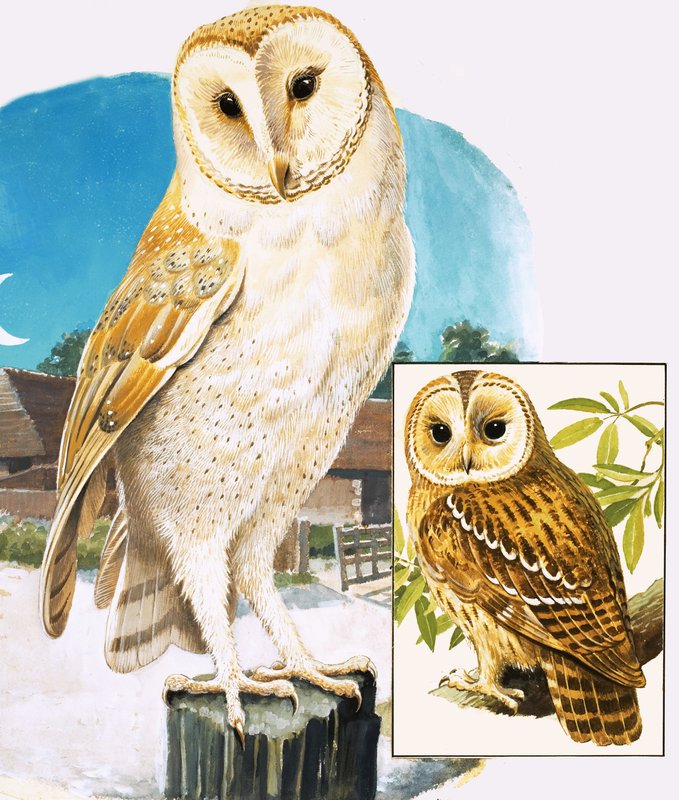 Il regno della natura: quando il sole tramonta da English School