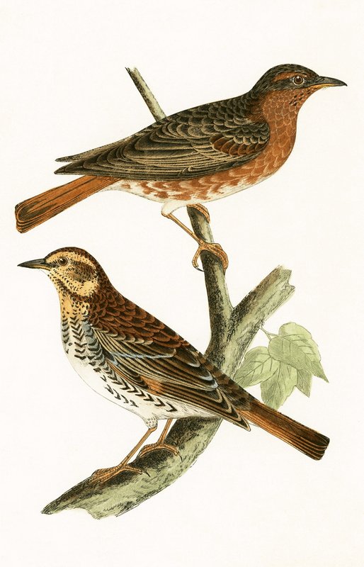Tordo di Naumann, illustrazione da 