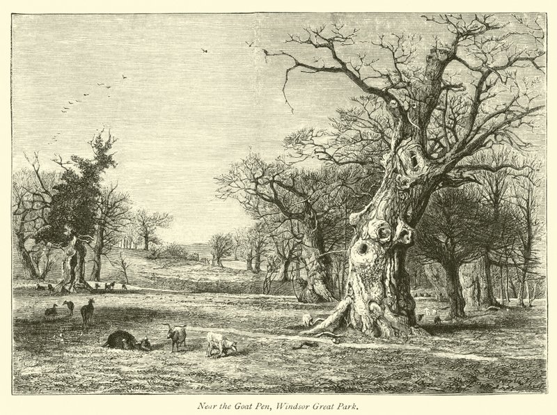 Vicino al Recinto delle Capre, Grande Parco di Windsor da English School