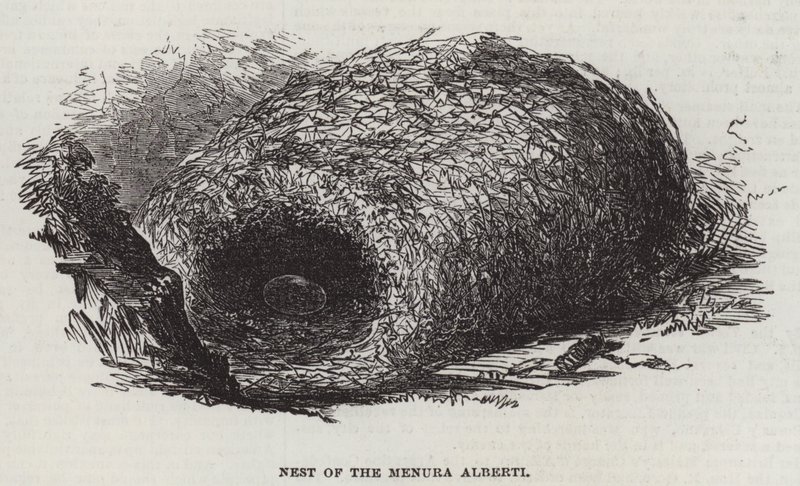 Nido del Menura Alberti (incisione) da English School