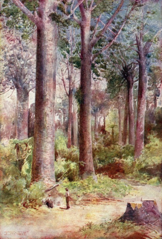 Nuova Zelanda: Kauri (litografia a colori) da English School
