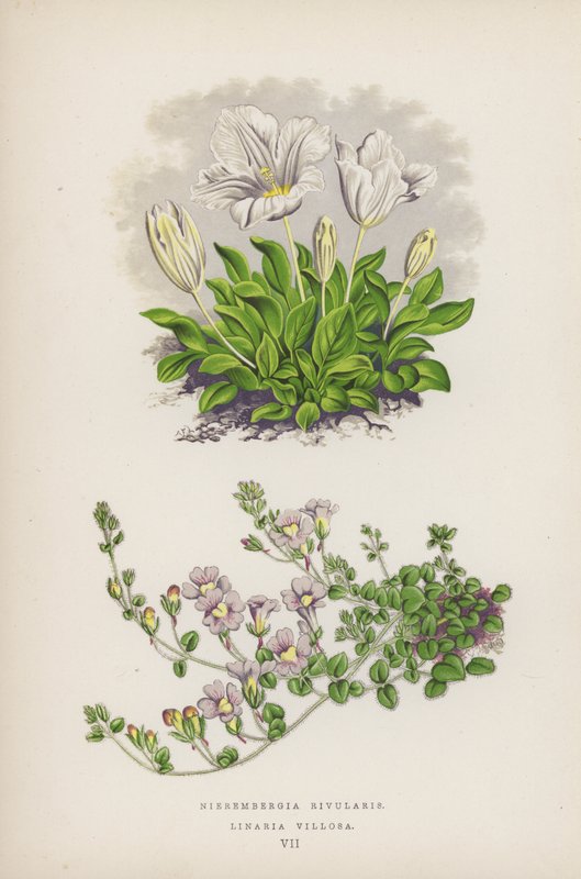 Nierembergia Rivularis; Linaria Villosa (litografia a colori) da English School