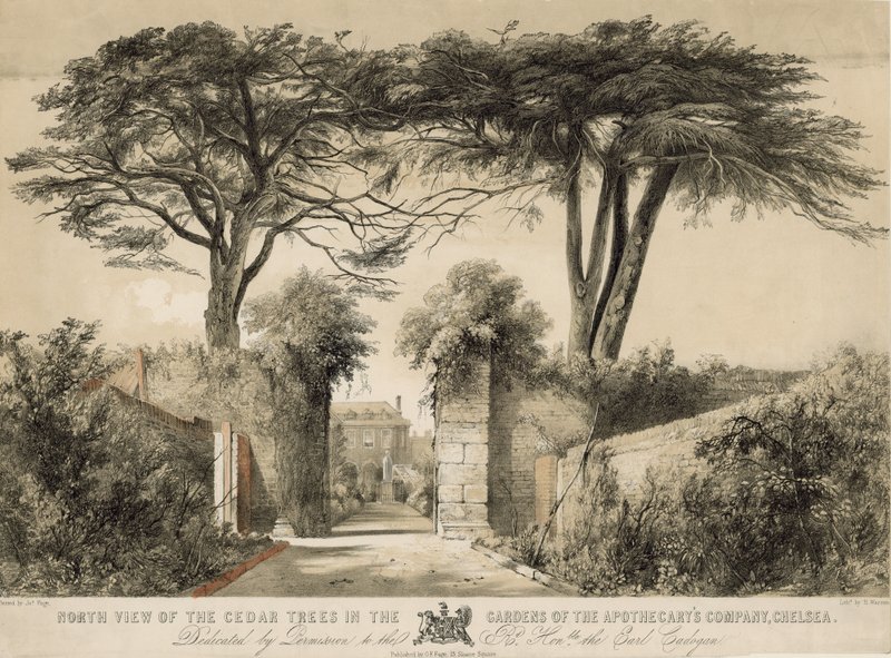 Veduta nord dei cedri nei Giardini della Compagnia degli Speziali, Chelsea, Londra da English School