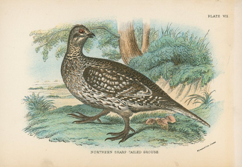 Gallo della prateria settentrionale da English School