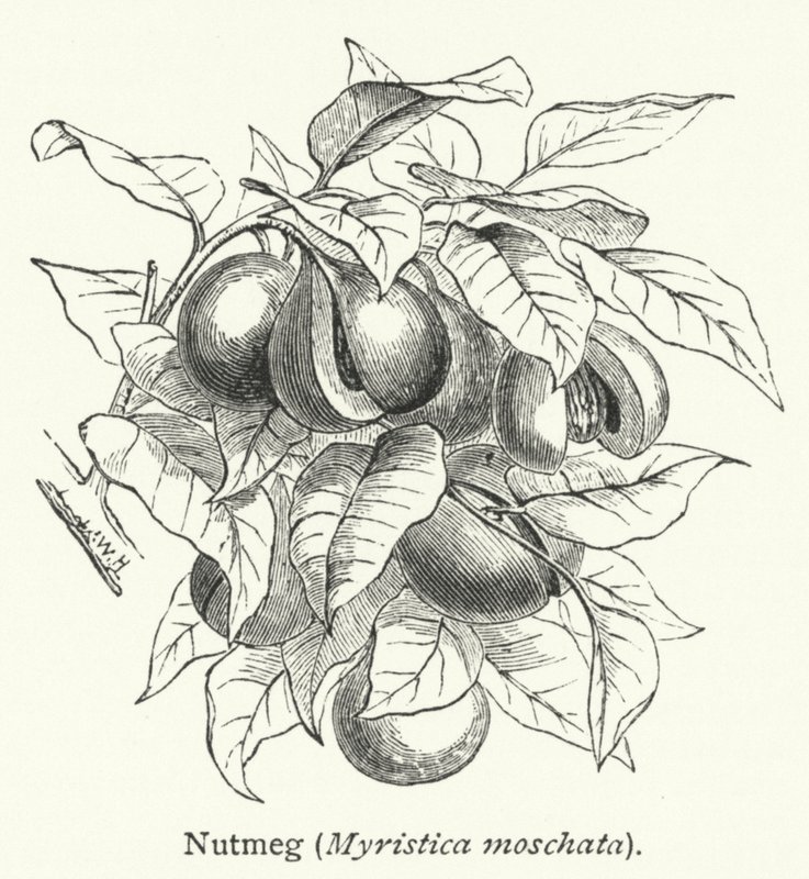 Noce moscata (Myristica moschata) (incisione) da English School