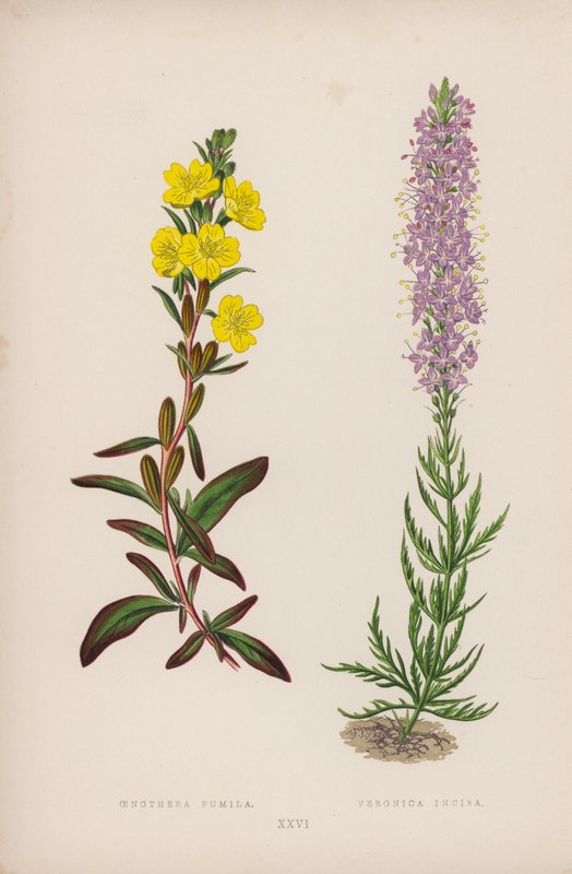 Oenothera Pumila; Veronica Incisa (litografia a colori) da English School