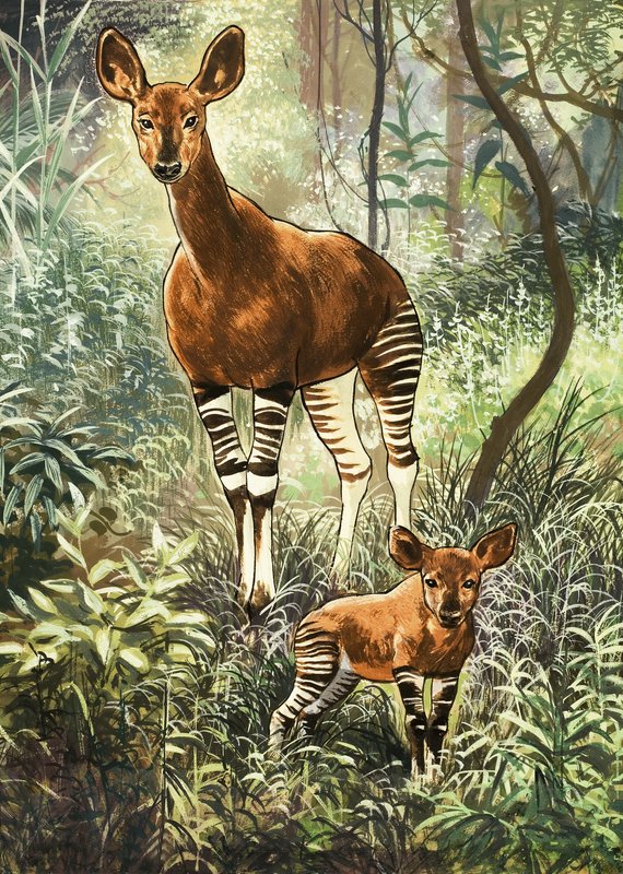 Okapi del Congo da English School