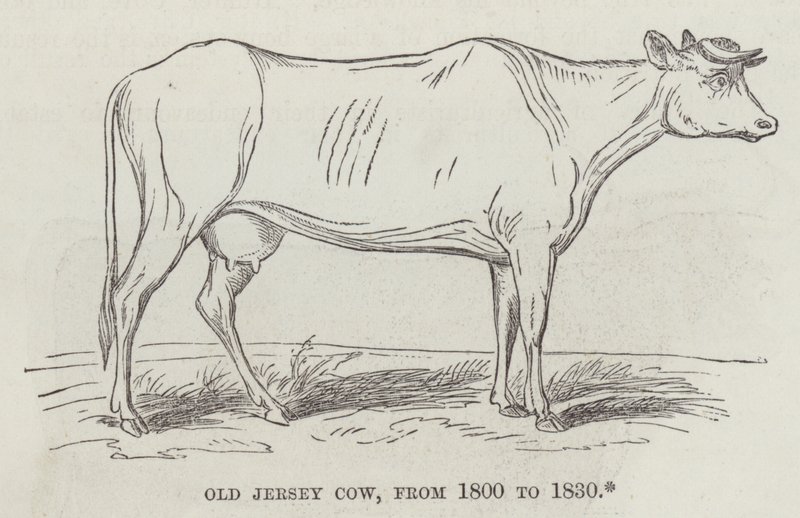 Vecchia mucca Jersey, dal 1800 al 1830 (incisione) da English School
