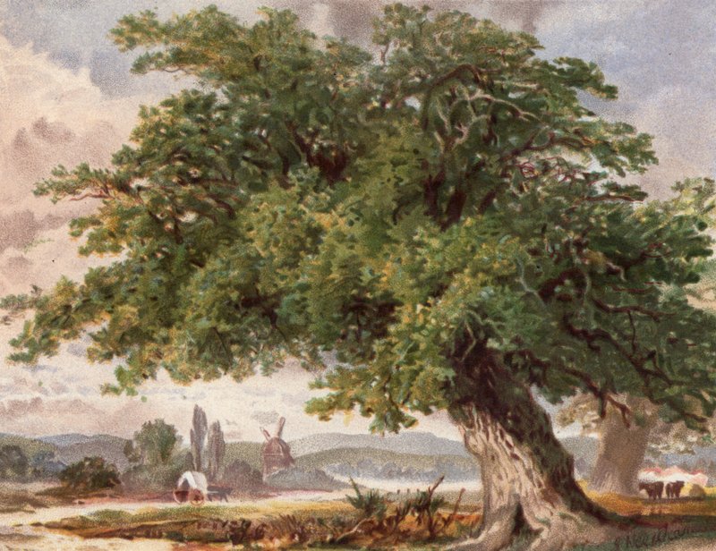 Vecchia Quercia sul Ciglio della Strada, Surrey da English School