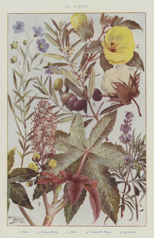 Piante di olio (litografia a colori) da English School