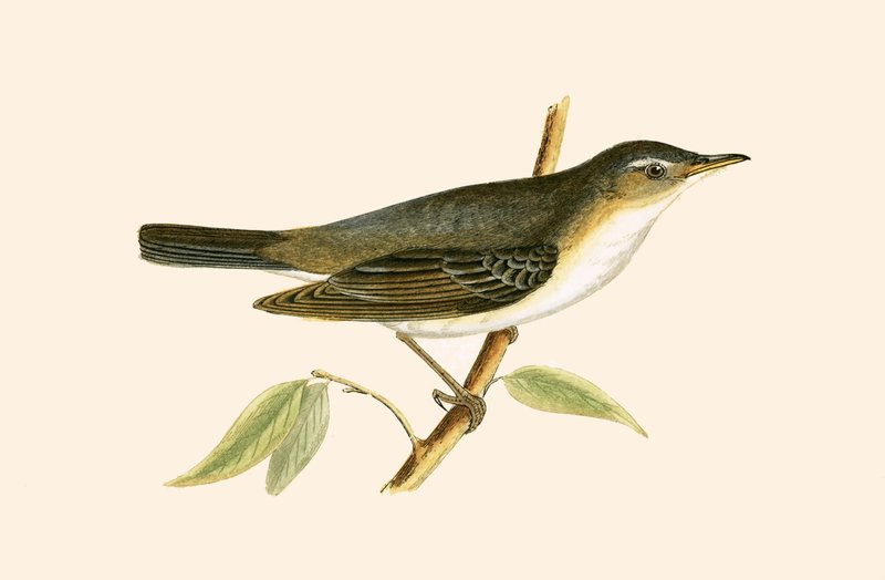 Tordo degli ulivi, illustrazione da 