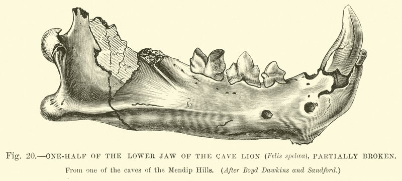 Metà della mandibola del leone delle caverne (Felis spelaea), parzialmente rotta da English School