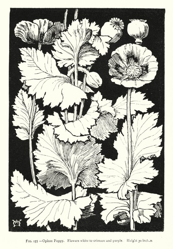 Papavero da oppio; Fiori bianchi a cremisi e viola; Altezza 30 pollici (incisione) da English School