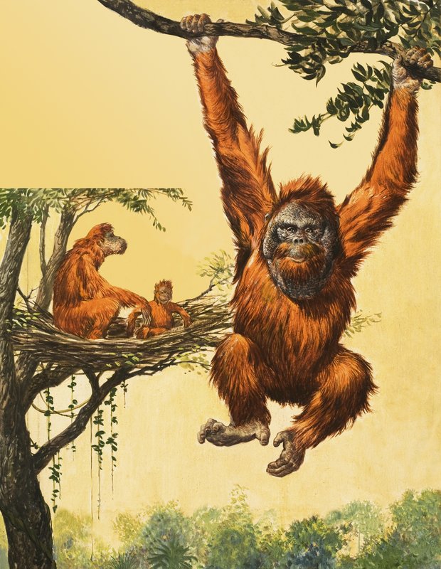 Orangutan da English School