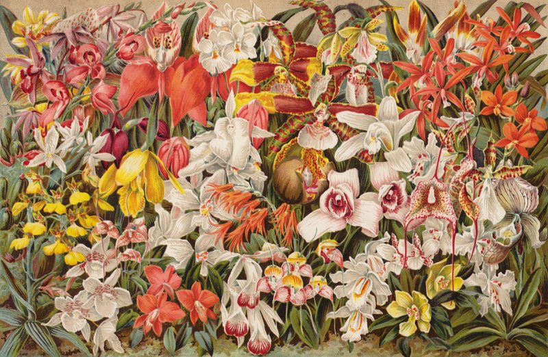 Casa delle orchidee da English School