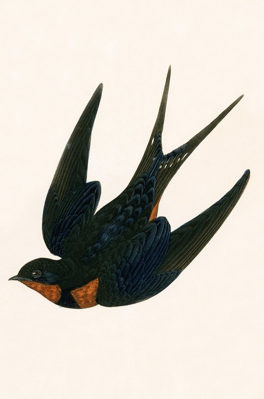 Rondine orientale, illustrazione da 