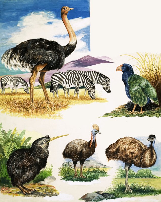 Struzzo, Kiwi, Casuario, Emù e Takahe da English School