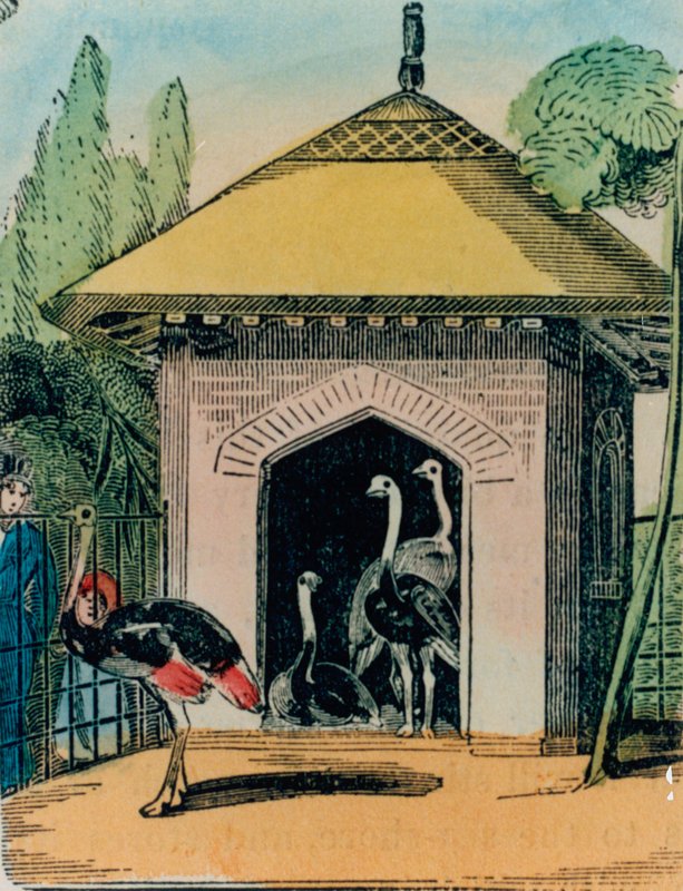 Casa dello struzzo e dell