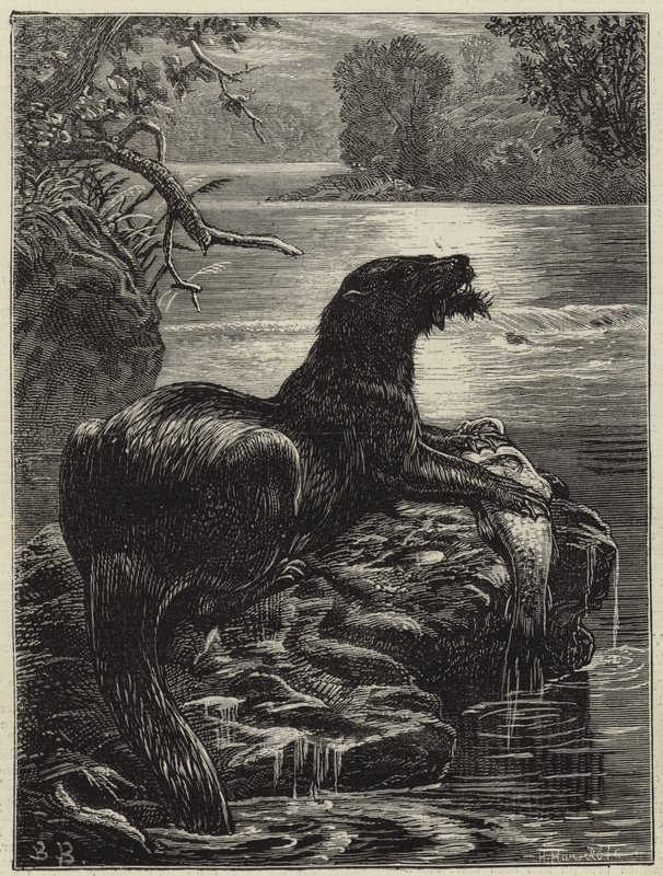 Caccia alla lontra nel nord da English School