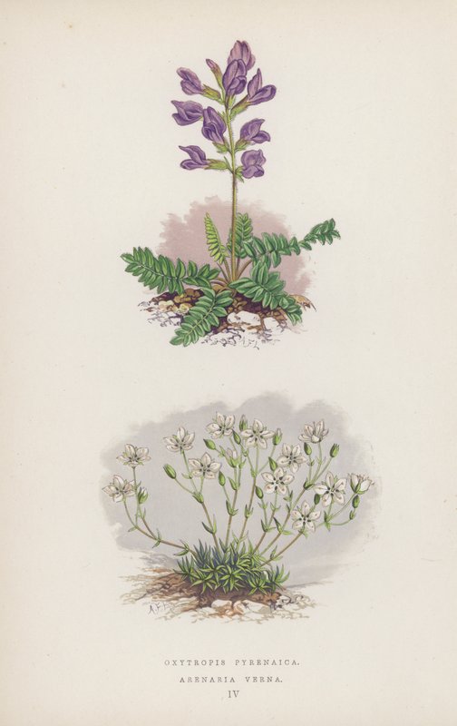 Oxytropis Pyrenaica; Arenaria Verna da English School