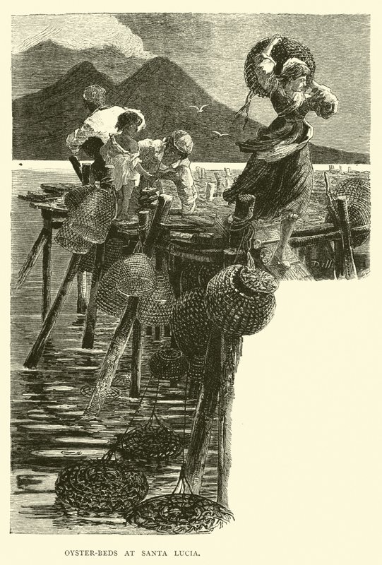 Letti di ostriche a Santa Lucia da English School
