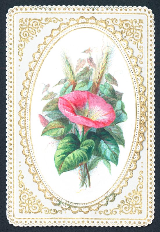 Fiore di petunia rosa, biglietto da English School