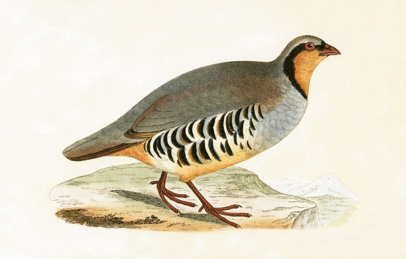 P Graeca, Var, illustrazione da 