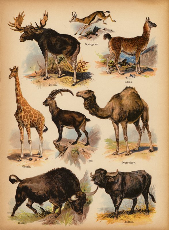 Pagina da La storia naturale illustrata dei piccoli, c. 1900 da English School