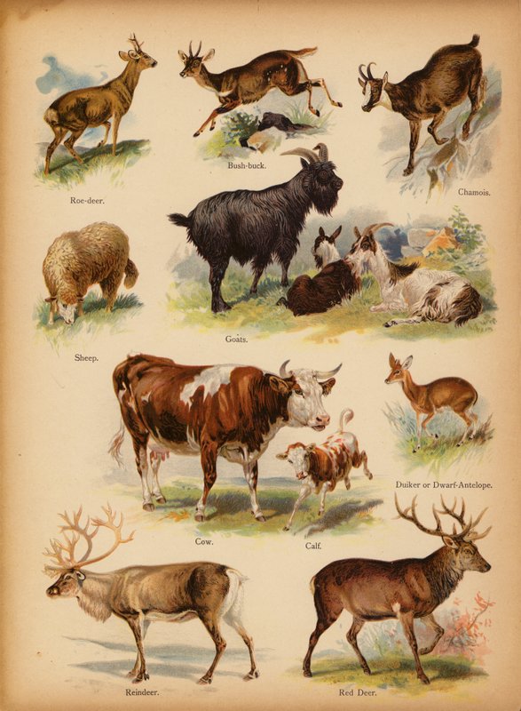 Pagina da La Piccola Storia Naturale Illustrata, c. 1900 da English School