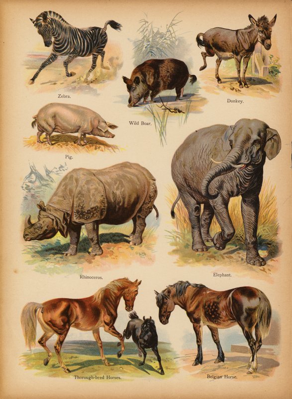 Pagina da La storia naturale illustrata dei piccoli, c. 1900 da English School