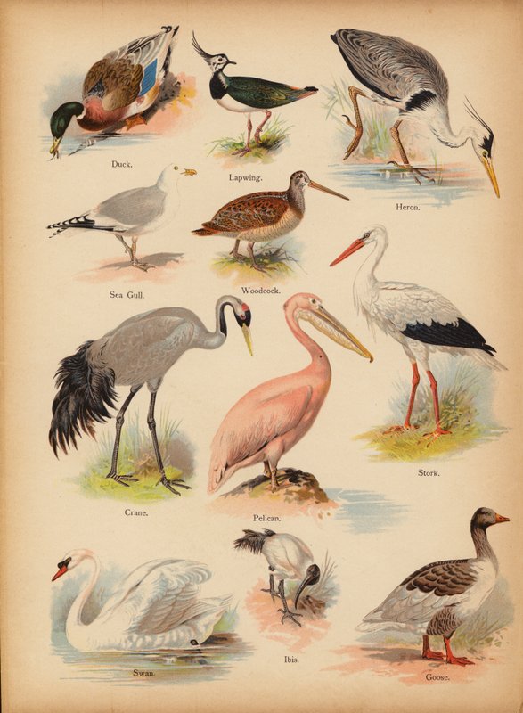 Pagina da The Little Folks’ Picture Natural History, c 1900 da English School
