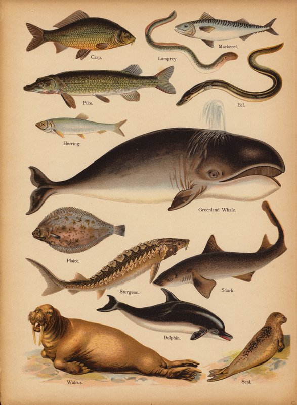 Pagina da The Little Folks’ Picture Natural History, c 1900 da English School