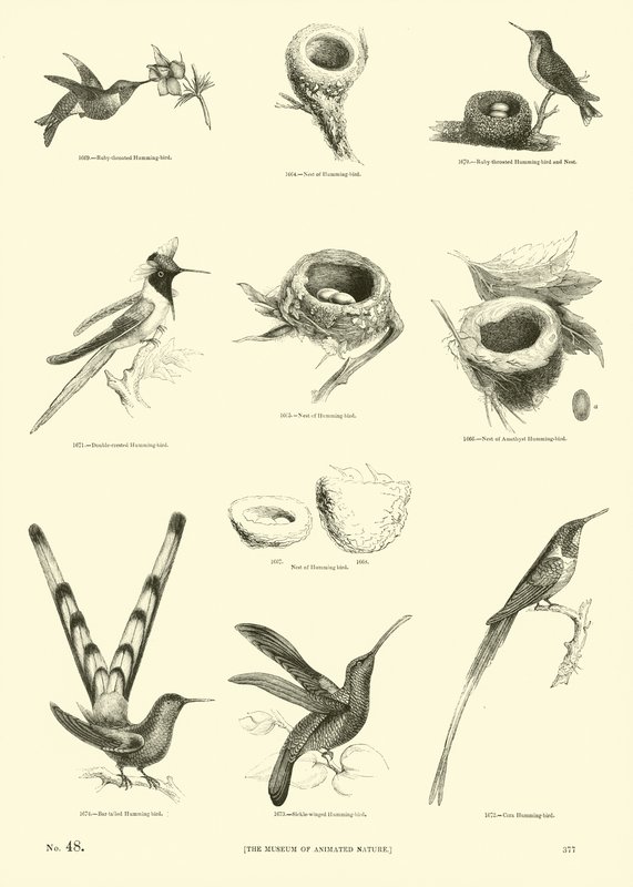 Pagina da Il Museo Pittoresco della Natura Animata da English School