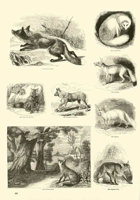 Pagina da Il Museo Pittoresco della Natura Animata da English School