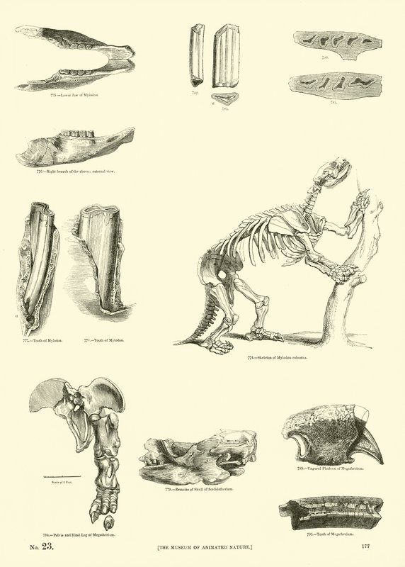 Pagina da Il Museo Pittoresco della Natura Animata da English School