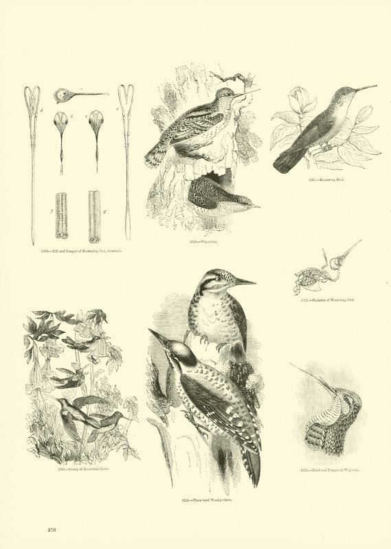 Pagina da Il Museo Pittoresco della Natura Animata da English School