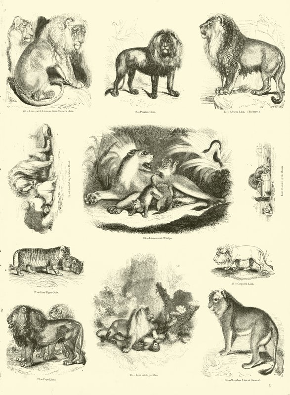 Pagina da Il Museo Pittoresco della Natura Animata da English School