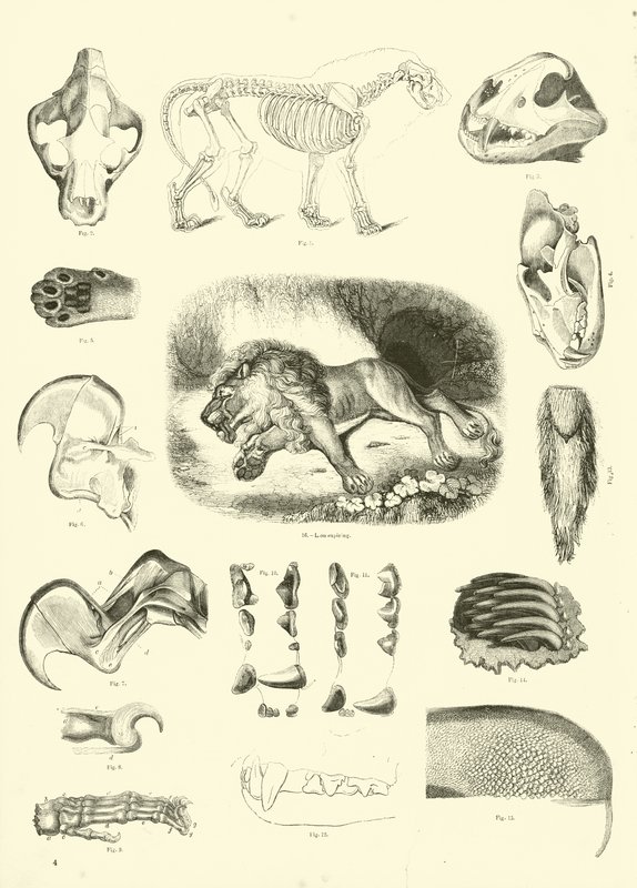 Pagina da Il Museo Pittoresco della Natura Animata da English School