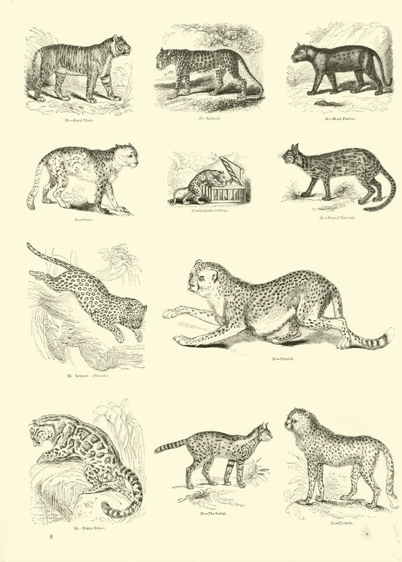Pagina da Il Museo Pittoresco della Natura Animata da English School
