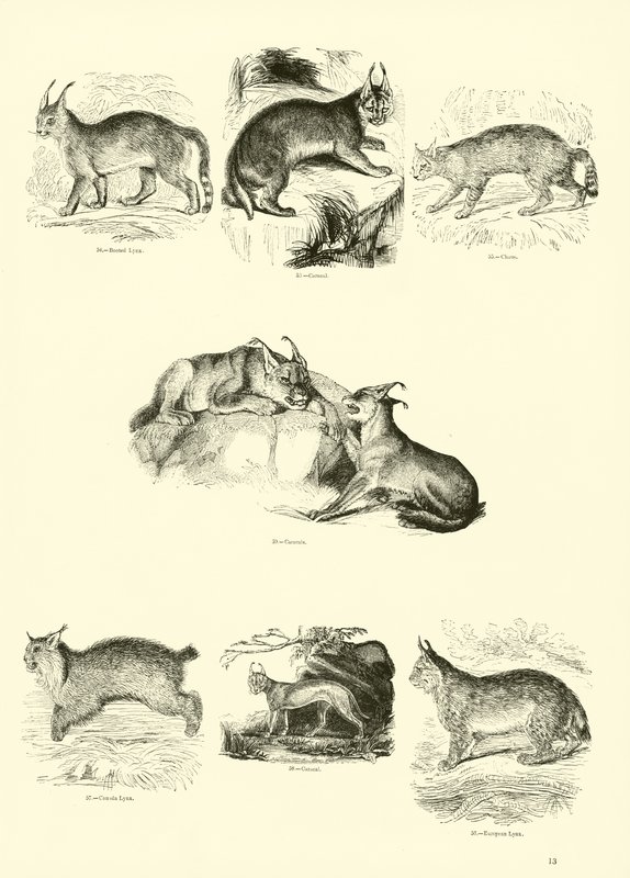 Pagina da Il Museo Pittoresco della Natura Animata da English School