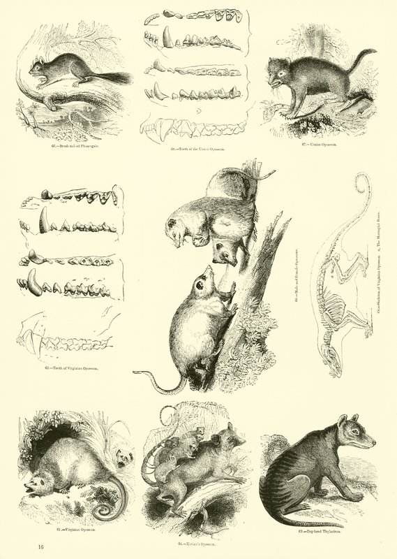 Pagina da Il Museo Pittoresco della Natura Animata da English School