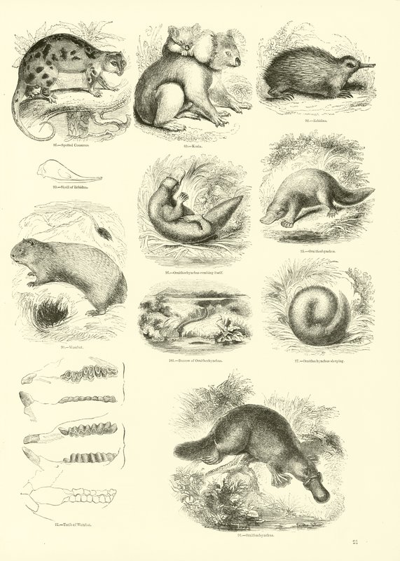 Pagina da Il Museo Pittoresco della Natura Animata da English School